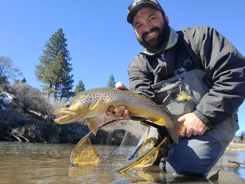 A man in fishing gear holding a large Brown Trout above a net while standing in shallow water, fishing during prime California Trout season.