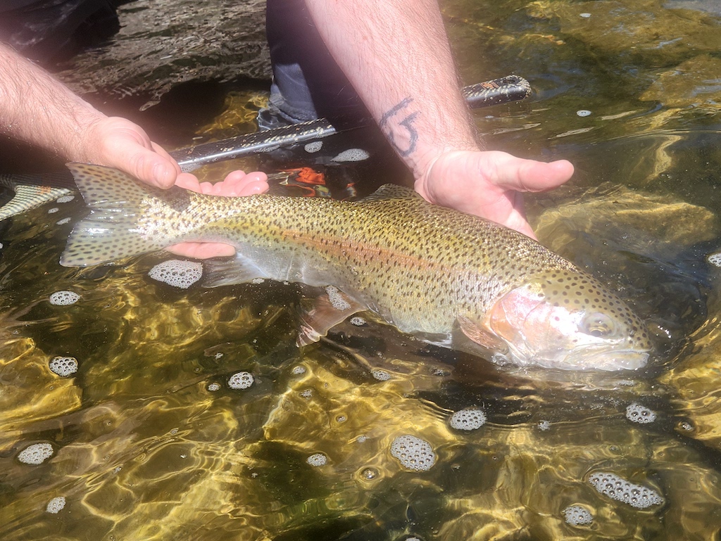 Someone's holding a live Rainbow Trout that's partially submerged in shallow, clear water with small bubbles.
