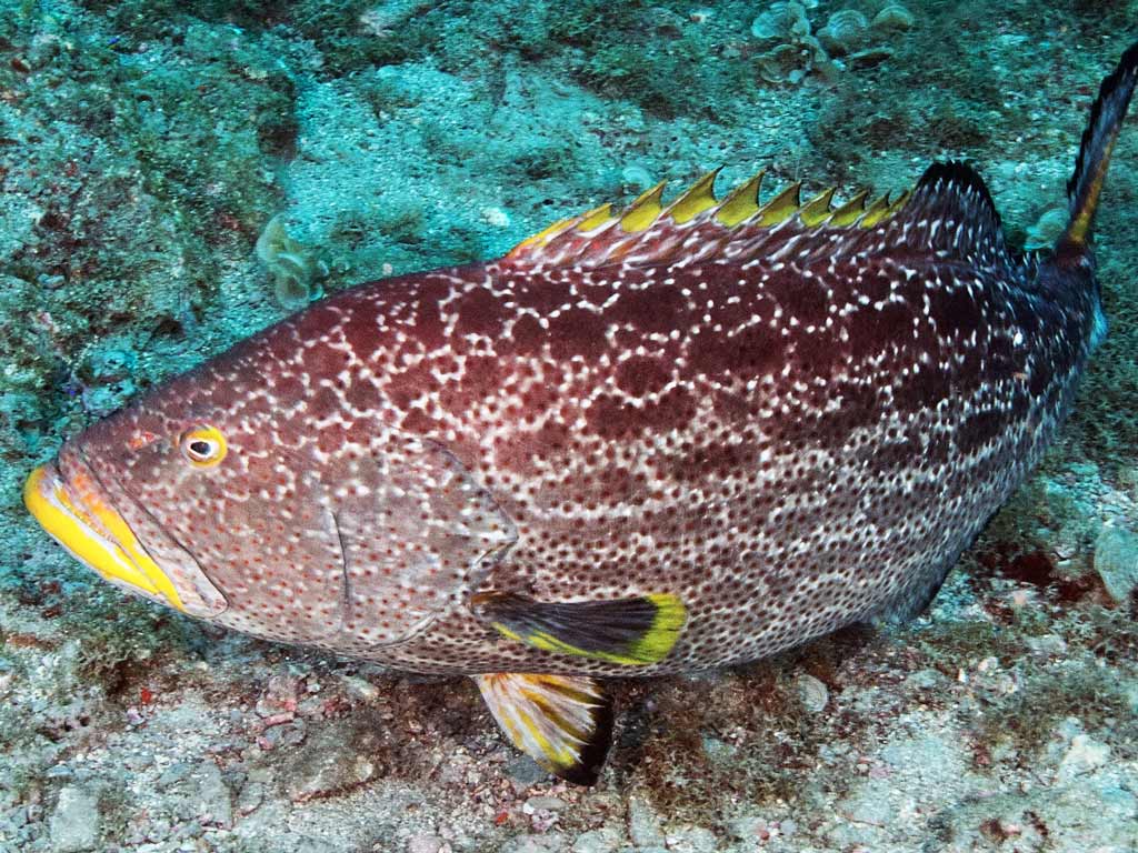 A photo of a Yellowfin Shallow Water Grouper swimming near the sandy ocean floor.