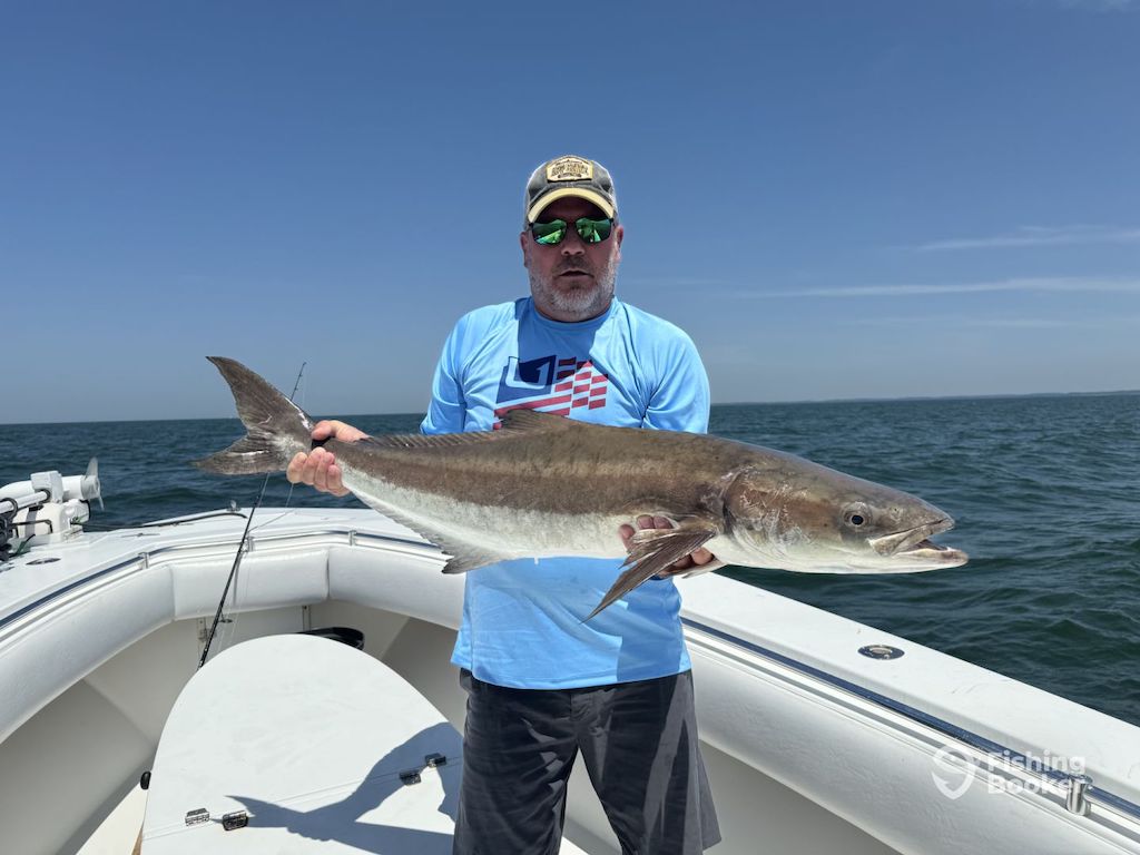 A man in a blue shirt and cap holding a large Cobia on a boat, enjoying Cobia season in Virginia with the ocean and blue sky in the background.