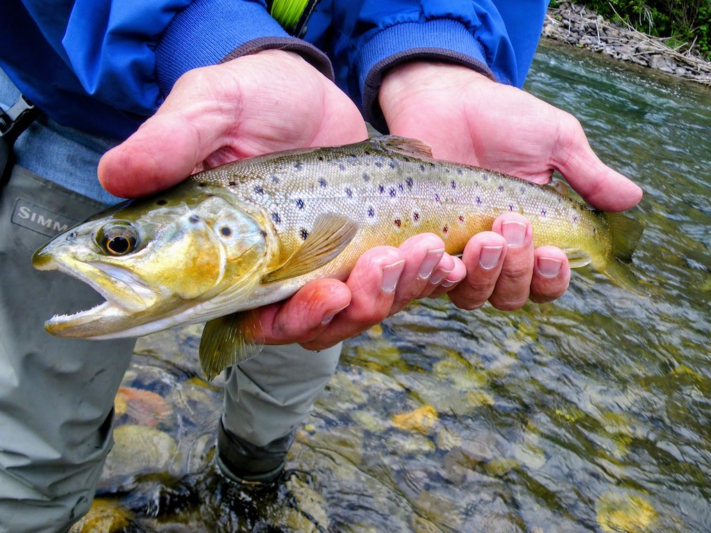 Angler's holding a Brown Trout above a shallow, rocky stream during Wisconsin Trout seasons, wearing a blue jacket and standing in the water.