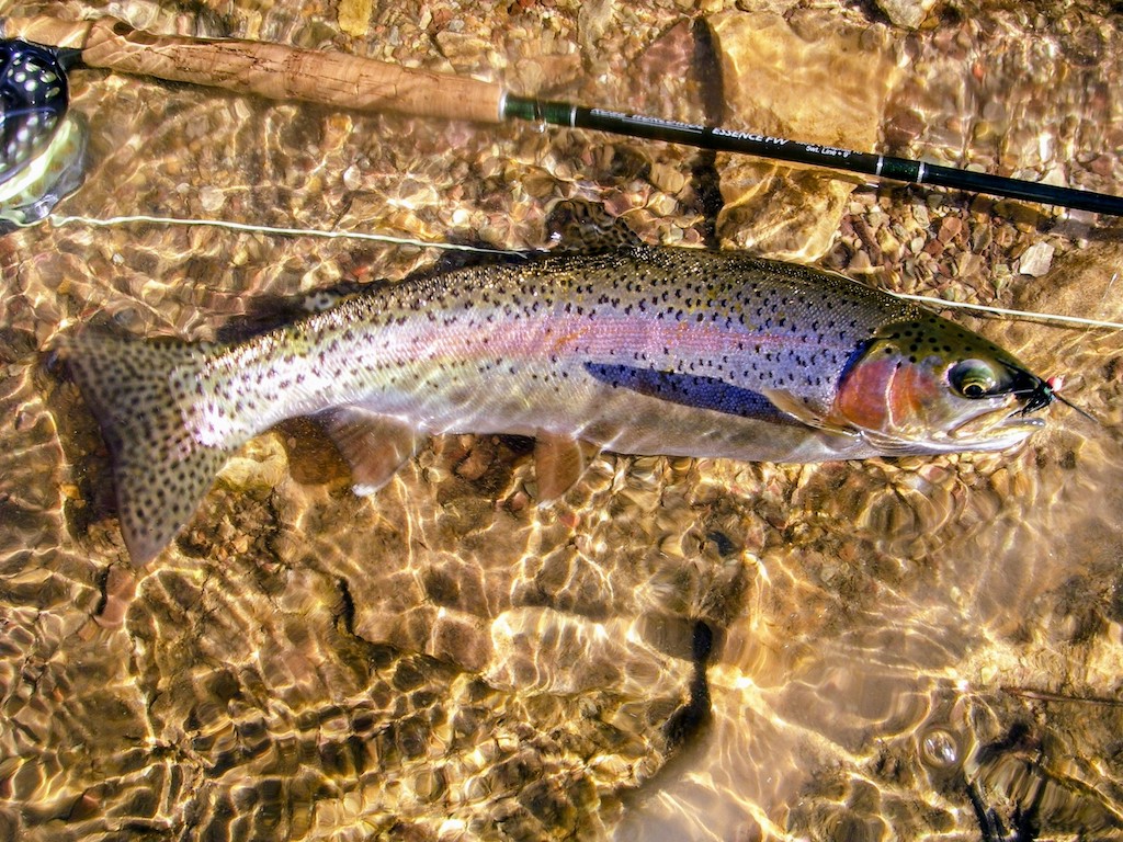A Rainbow Trout lying in shallow, clear water during Wisconsin Trout season, with a fly fishing rod and reel resting on the rocky stream bed nearby.