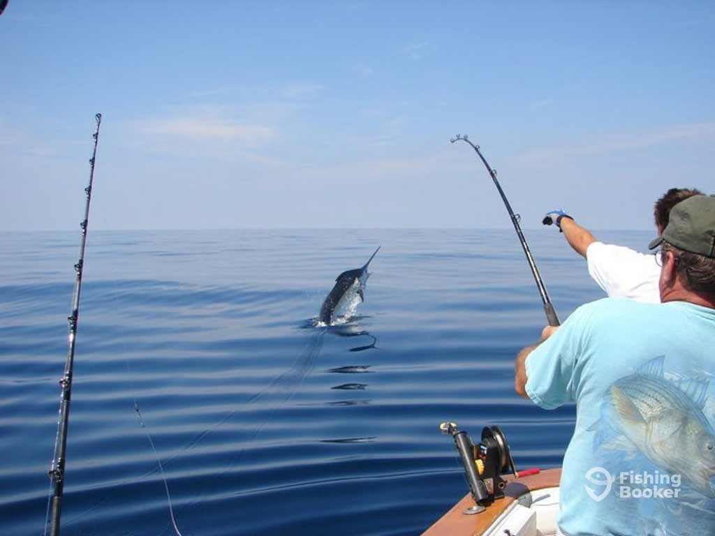 Two anglers are standing on a charter fishing boat and struggling to reel in a large Billfish out of the calm open water, a catch worthy of the Pirate’s Cove Tournament