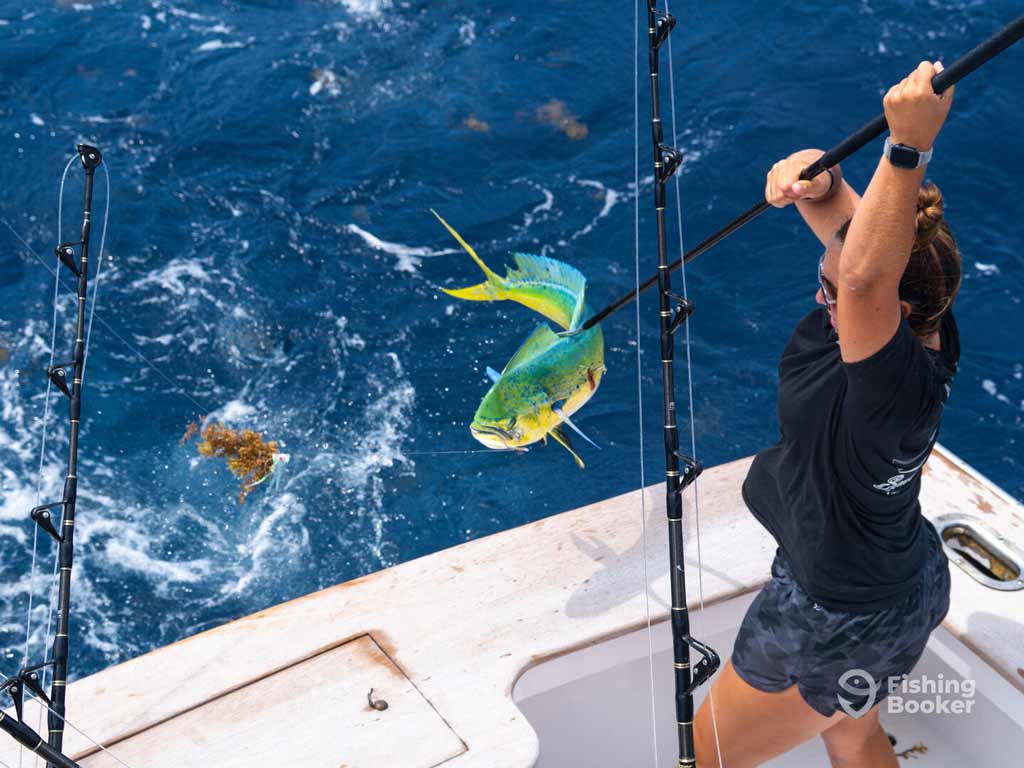 An angler standing on a boat and lifting a green and yellow Mahi Mahi from the ocean with a fishing pole during the Virginia Beach offshore fishing trip, deep blue water beneath.