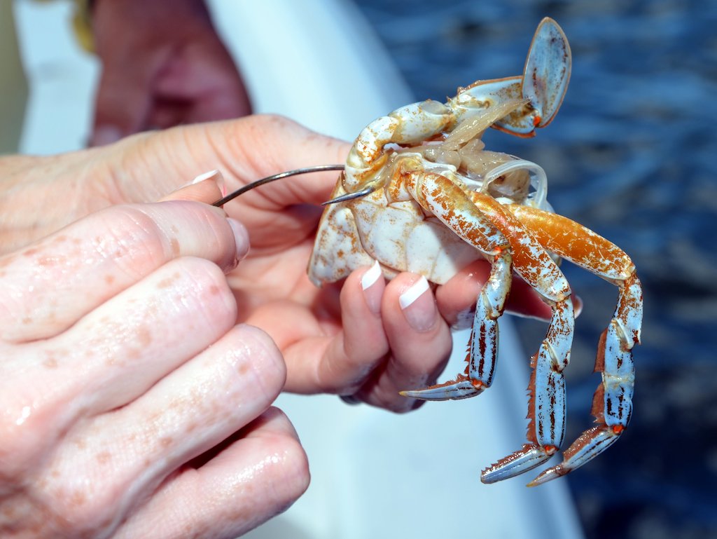 A closeup of a hand holding a crab upside down, using a metal tool to pierce it and use it as bait.