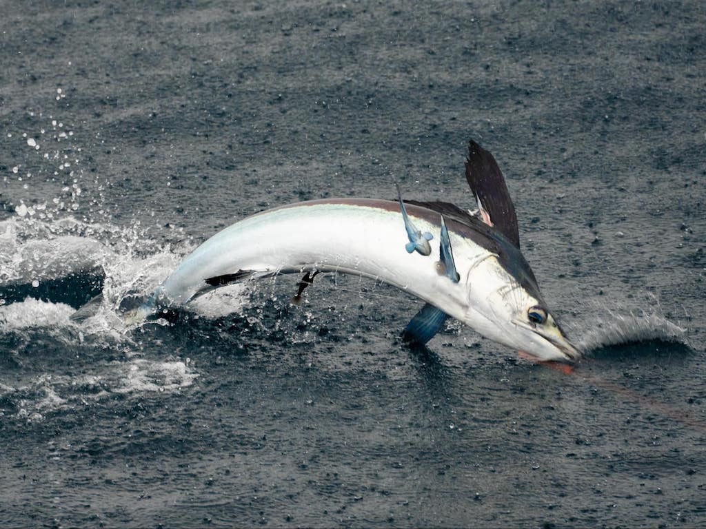 A Marlin leaping out of the water, its body arched and fins stretched, with splashes all around it on the ocean’s surface.