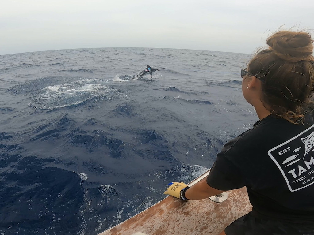 A view from behind of someone on a boat wearing gloves and sunglasses, pulling in a Marlin from close to the surface of the open ocean.