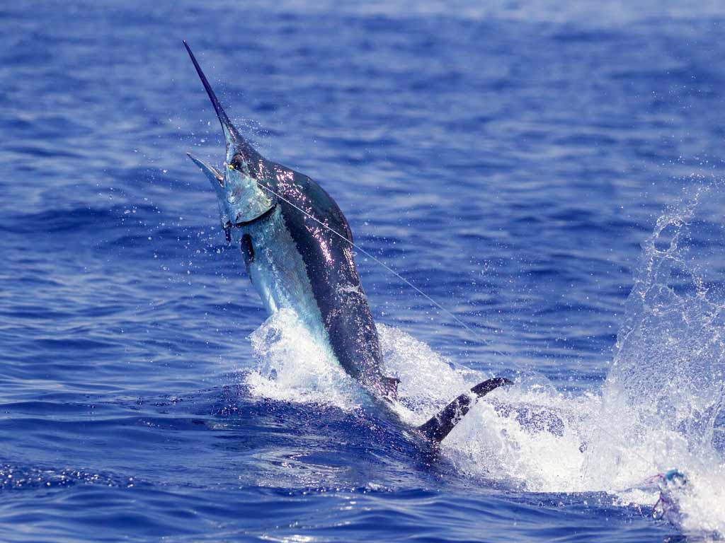 A Marlin leaps out of the ocean, hooked on a fishing line during Bisbee’s Black and Blue, and there’s water splashing around its body.