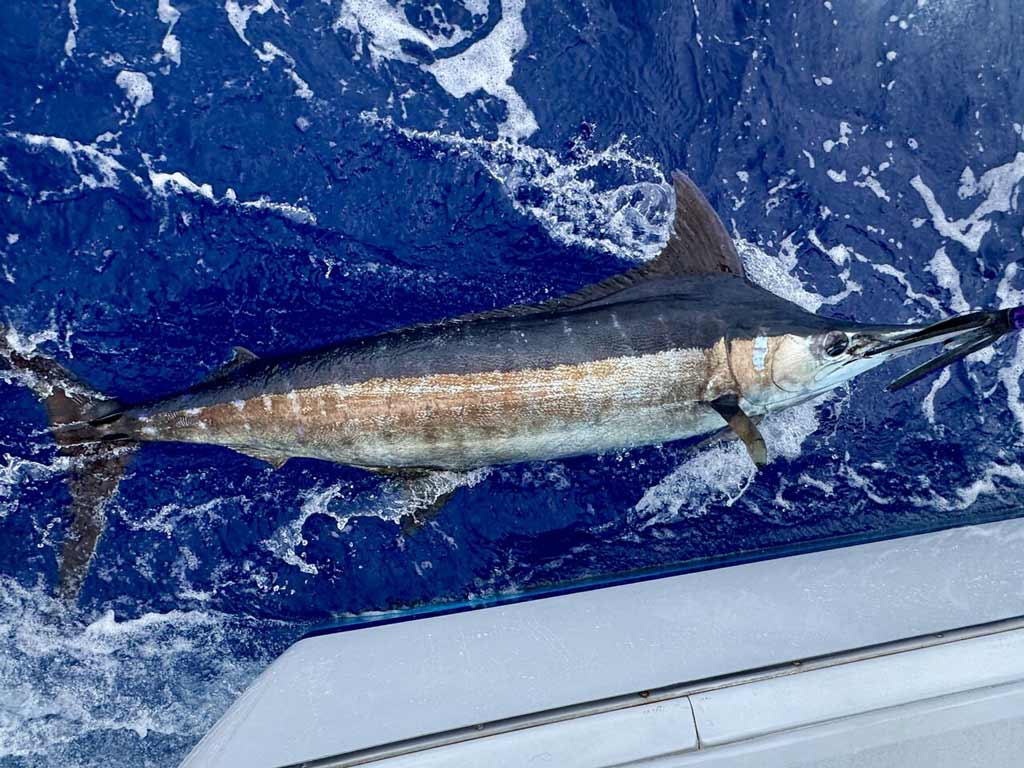 A large Blue Marlin floats by a boat on the surface of the deep blue ocean water, partly submerged and ringed with white foam.