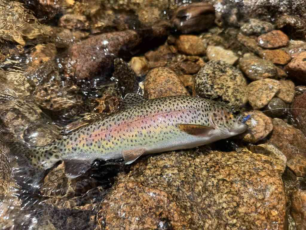 A freshly caught Trout with a fishing lure in its mouth’s lying on wet rocks in shallow water.