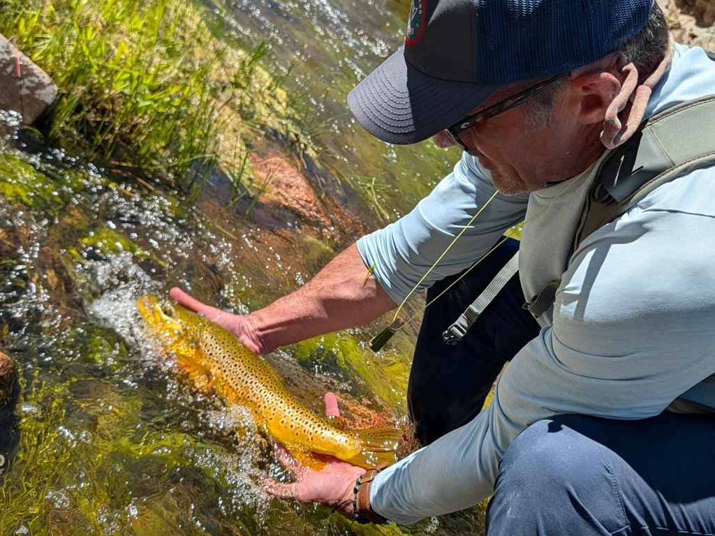 Someone’s wearing a blue cap and shirt, gently holding a large Brown Trout in shallow, clear stream water with green aquatic plants all around.