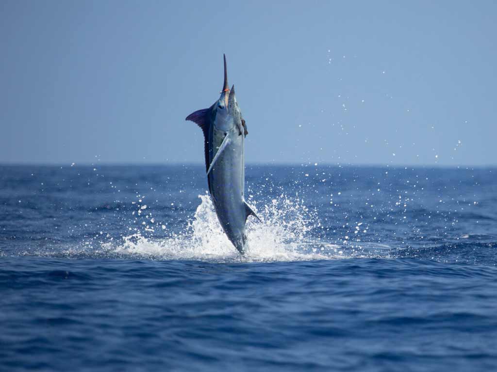 A Marlin leaps vertically out of the ocean, making splashes under a clear blue sky, an epic sight especially appreciated during the Blue Marlin Grand Championship.