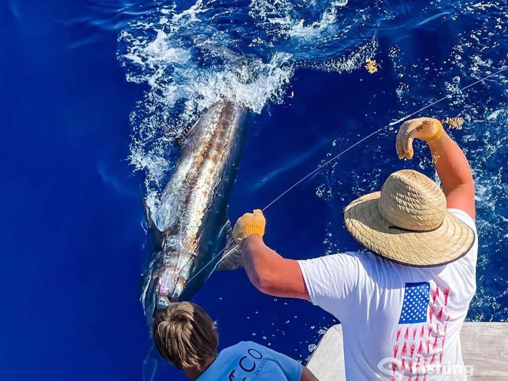 Two anglers on a charter boat pull a large fish, possibly a Blue Marlin, out of the deep blue ocean with a fishing line during their deep sea fishing trip in North Carolina