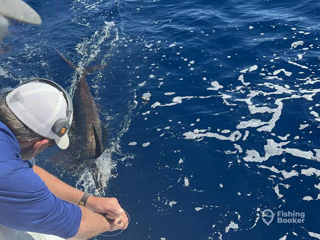 An angler in a blue shirt and cap’s holding a fishing line next to a large Marlin during the offshore fishing trip in deep blue ocean water.