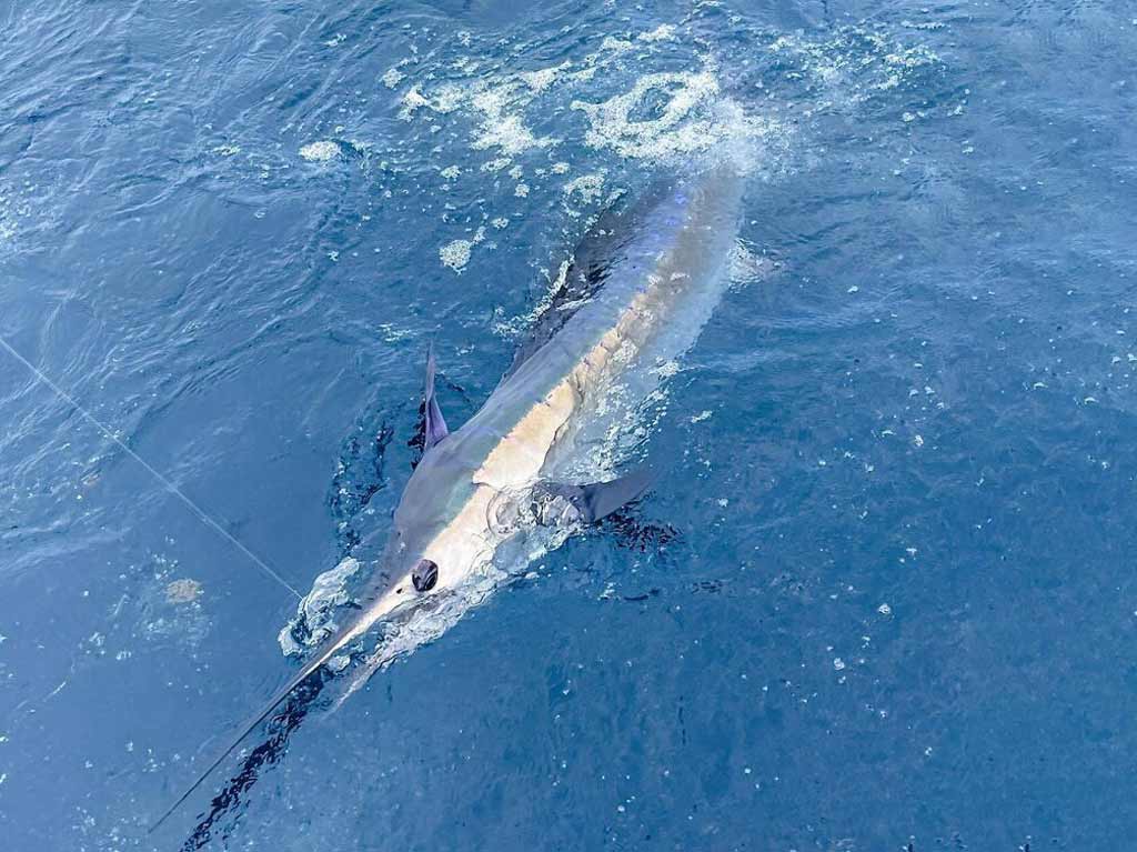 A Billfish, probably Marlin, hooked on a fishing line, swimming near the blue ocean surface during the deep sea fishing trip in North Carolina
