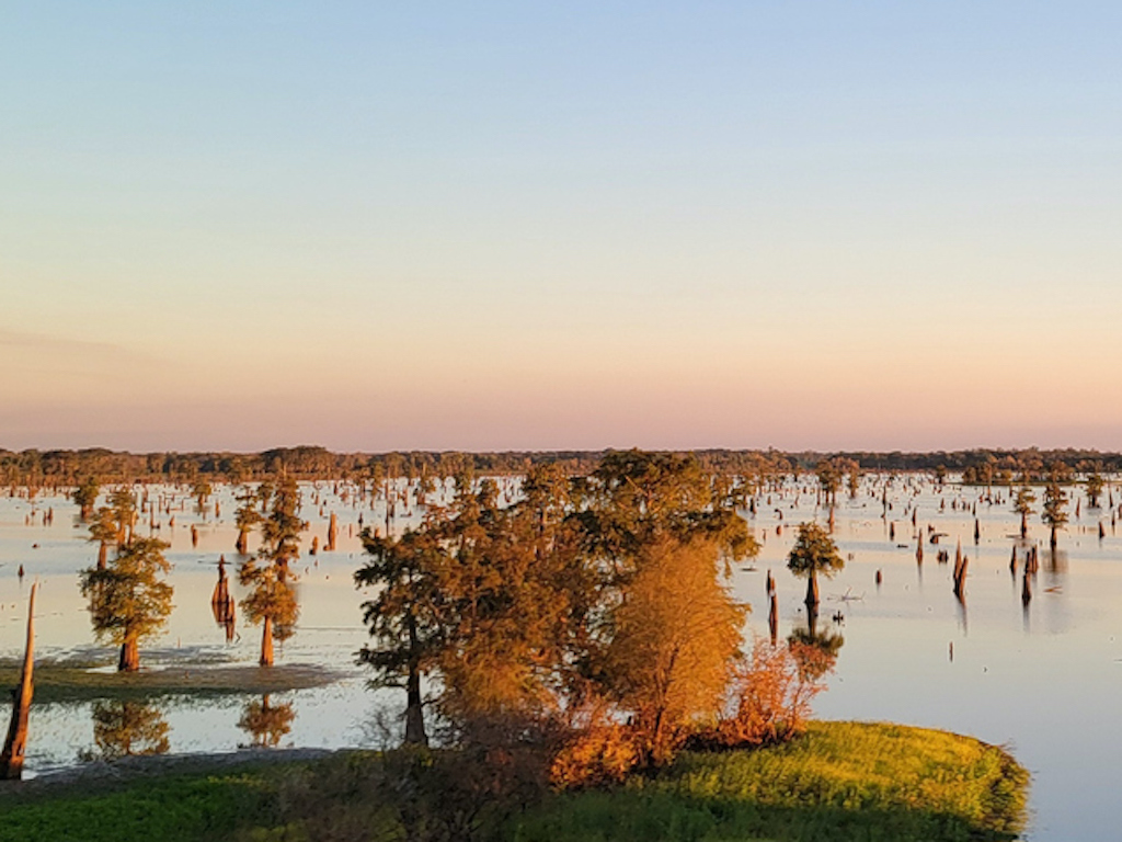 A flooded landscape with scattered tree stumps and sparse plants under a clear sky at sunset.