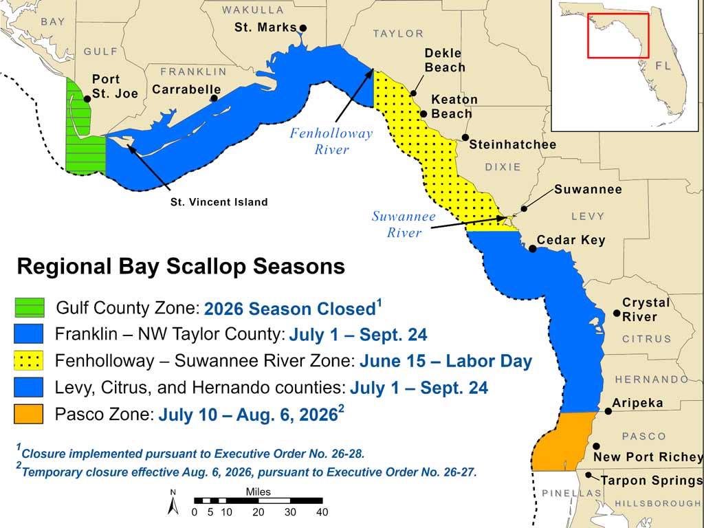 Map shows Bay Scallop seasons along Florida’s Gulf coast, highlighting unique season dates for Gulf, Franklin, Fenholloway-Suwannee, Levy, Citrus, Hernando, and Pasco counties.